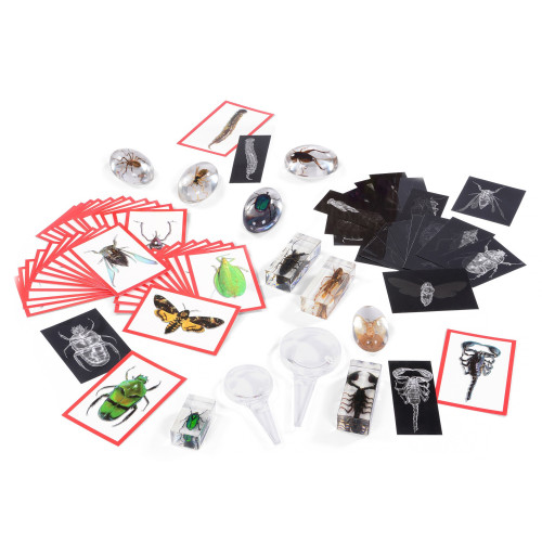 Bugs Resource Collection Early Years Science
