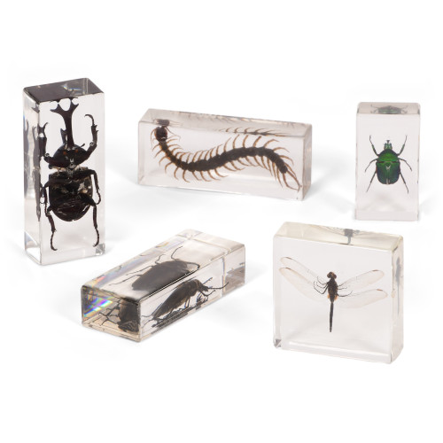 Set of Insects and Minibeasts