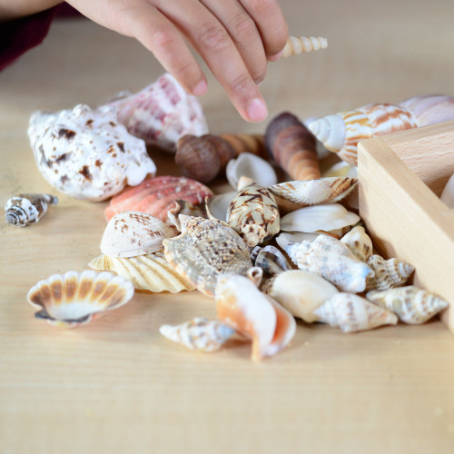 Set Of Mixed Shells