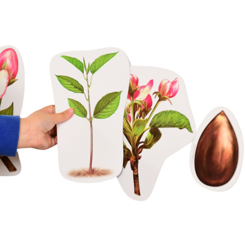 Giant Magnetic Plant Life Cycle