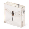Set of Insects and Minibeasts