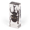 Set of Insects and Minibeasts