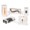 Set of Insects and Minibeasts