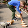 Set of Natural Logs, Poles & Stones