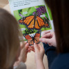 Life Cycle of a Butterfly