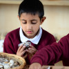 Set of Cowrie Shells